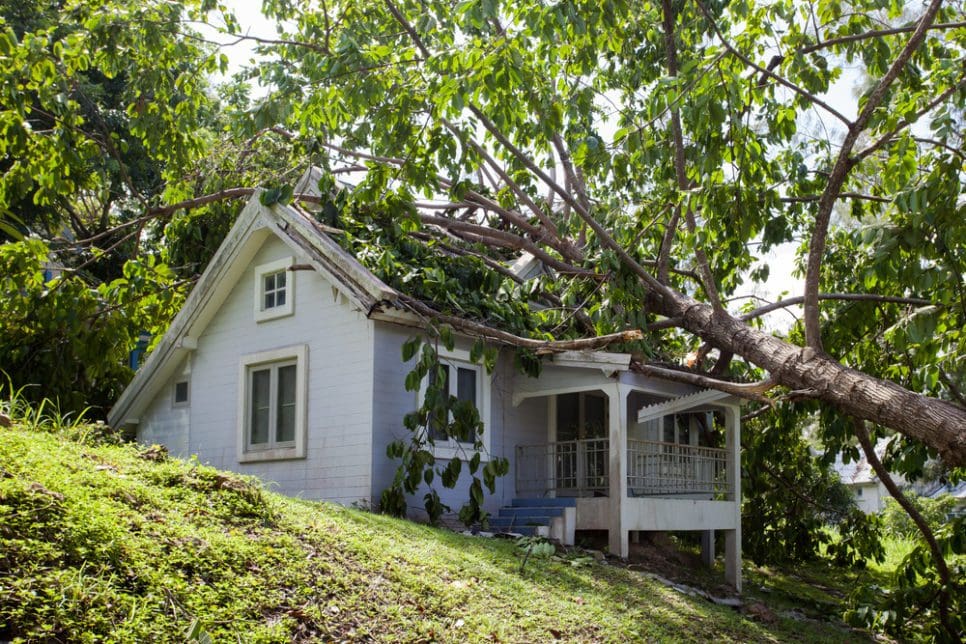 tree fell on home